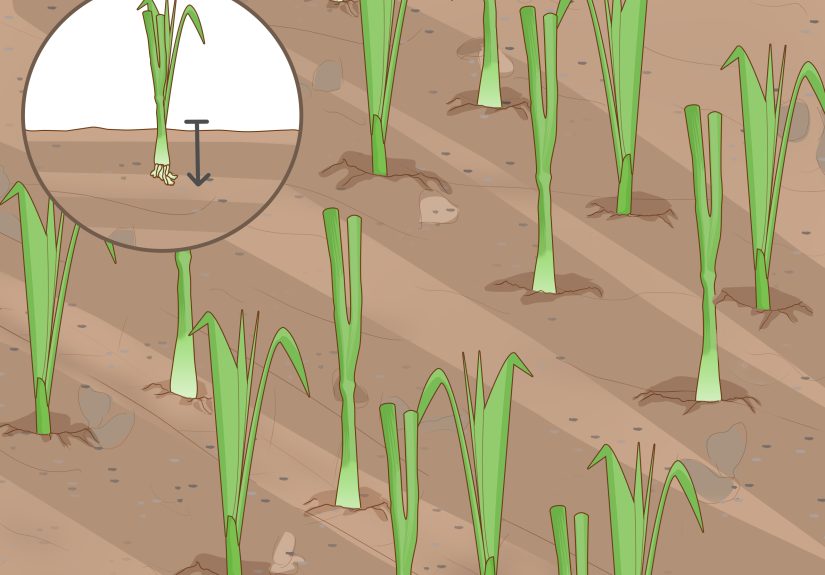 How to Grow Onions in Water: 13 Steps