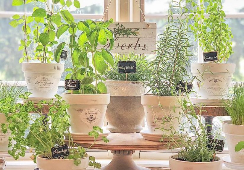 Indoor Herb Garden Ideas and Inspiration