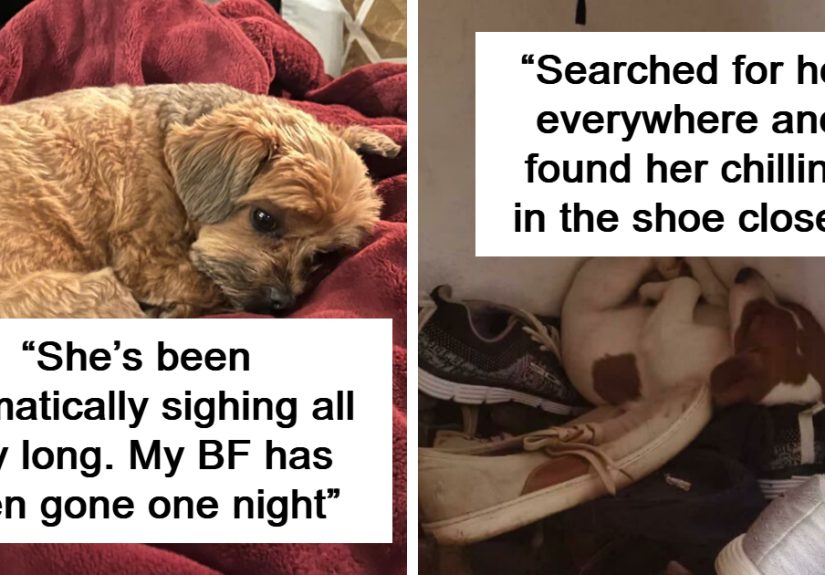 &ldquo;Look At Her Teef&rdquo;: 50 Dog Photos To Melt Your Heart And Make Your Day 1,000% Better