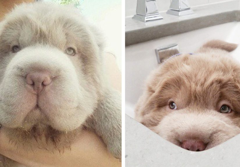 My Dog Looks Like A Bear And Has More Friends Than Me