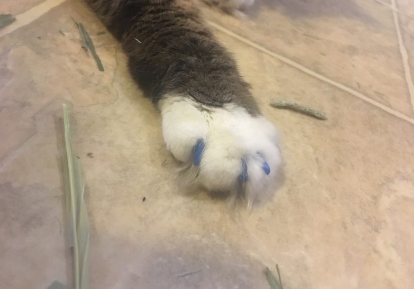 My Pets Got Their Nails Covered