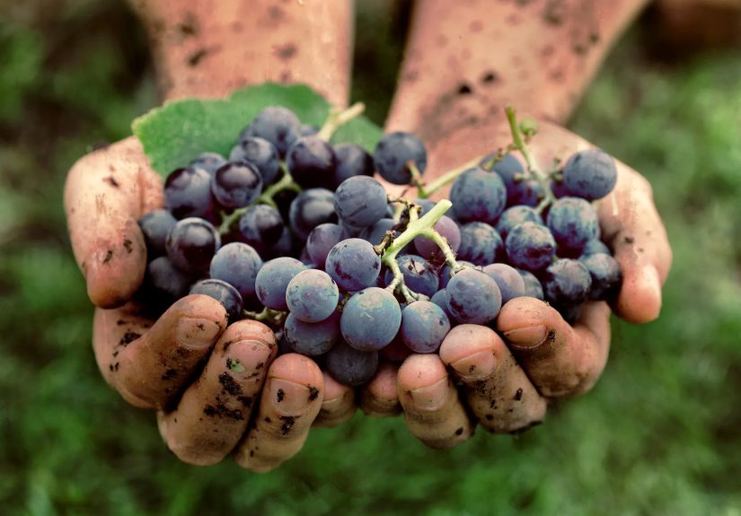 Pictures: Health Benefits of Grapes