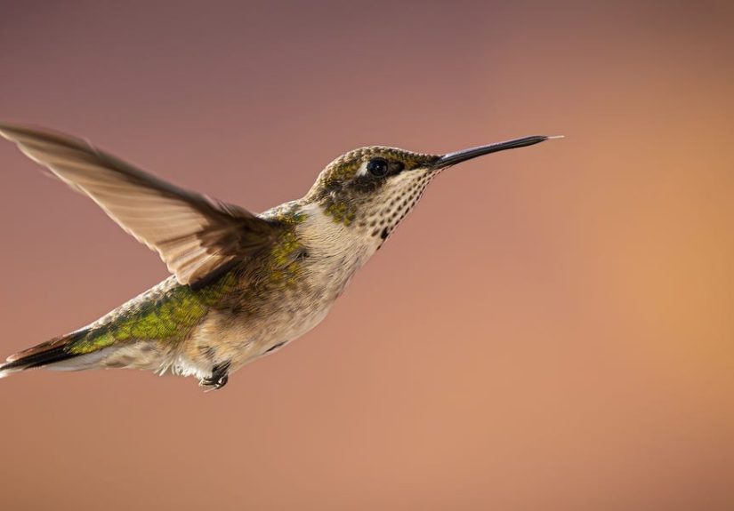 The #1 Thing You Can Do to Help Backyard Hummingbirds Survive the Winter