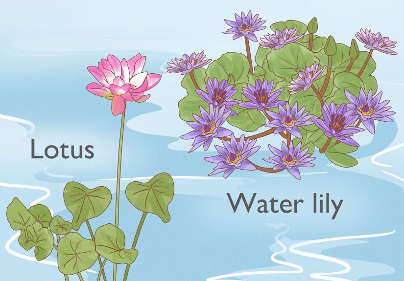 The Lotus Flower's Spiritual & Cultural Symbolism