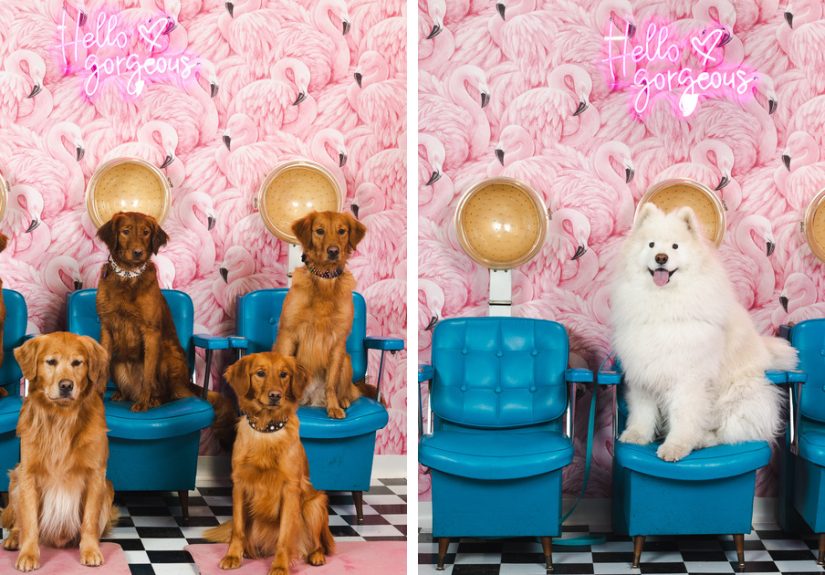 We Set Up A Photo Booth To Take Funny And Wholesome Photos Of Pets, And Here Are The Best 21 Pictures