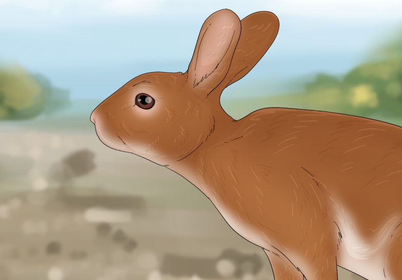 What Do Bunnies Mean Spiritually? Symbolism & Significance