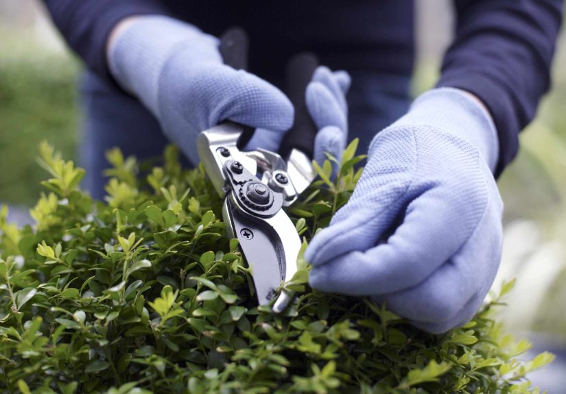 When You Should Prune Shrubs for the Best Results, From a Gardener