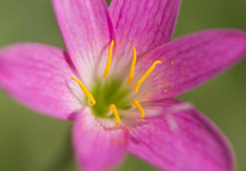 Why 2025 May Be the Worst Allergy Season on Recordand What You Can Do About It