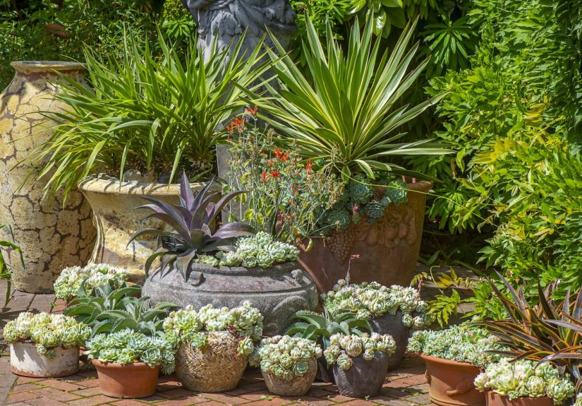 11 Drought-Tolerant Container Plants for Your Patio