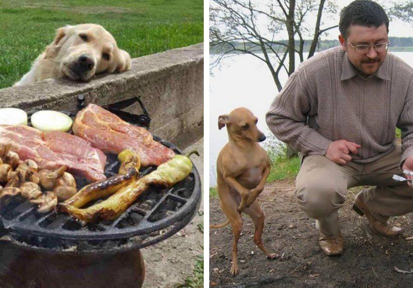 146 Funny Photos Of Dogs Begging For Food That You Just Can’t Say No To
