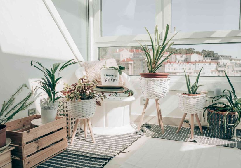 15 Plants Anyone Can Grow That Will Thrive in Your Apartment