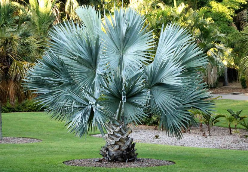 17 Types of Small Palm Trees to Grow in Your Yard