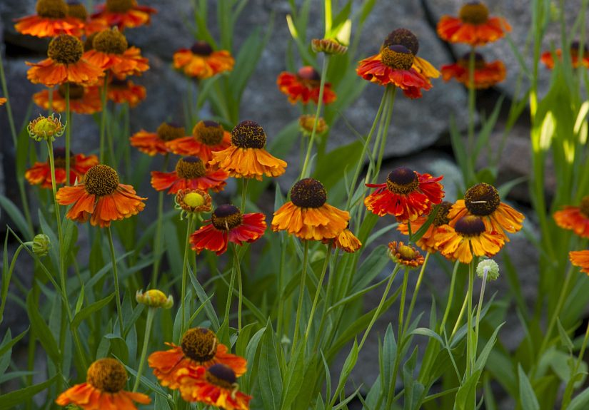 25 Perennials That Add a Burst of Color to Your Fall Garden