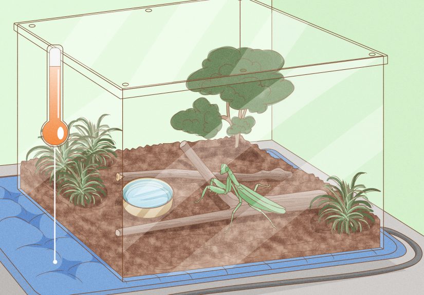 3 Ways to Make a Praying Mantis Habitat