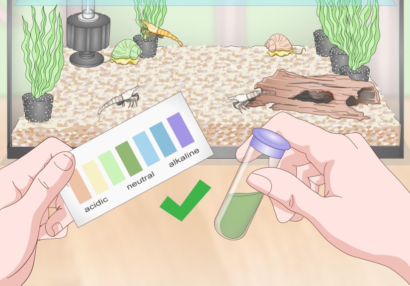 3 Ways to Take Care of Ghost Shrimp