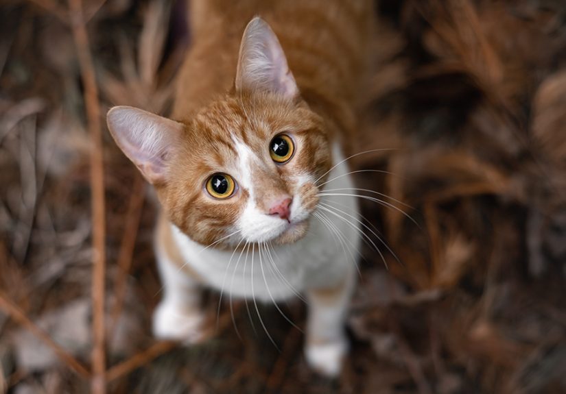 38 Dreamy Moments Of Pets That I Caught On Camera
