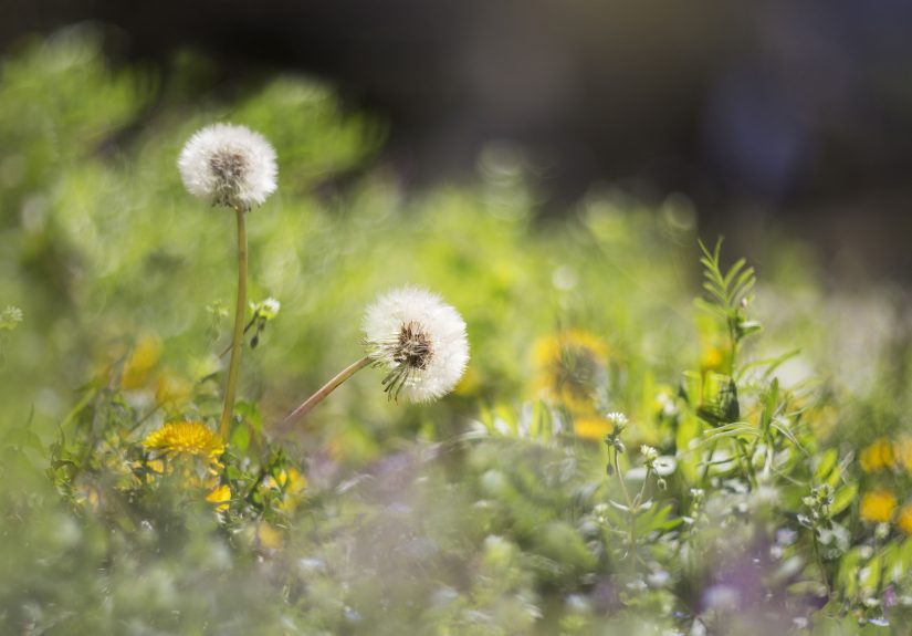5 Common Lawn Weeds That Pop Up Every Fall, Plus How to Get Rid of Them