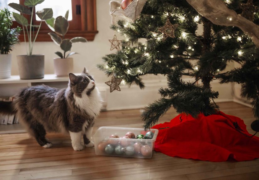 5 Ways to Safely Keep Your Cats Out of Your Christmas Tree This Year
