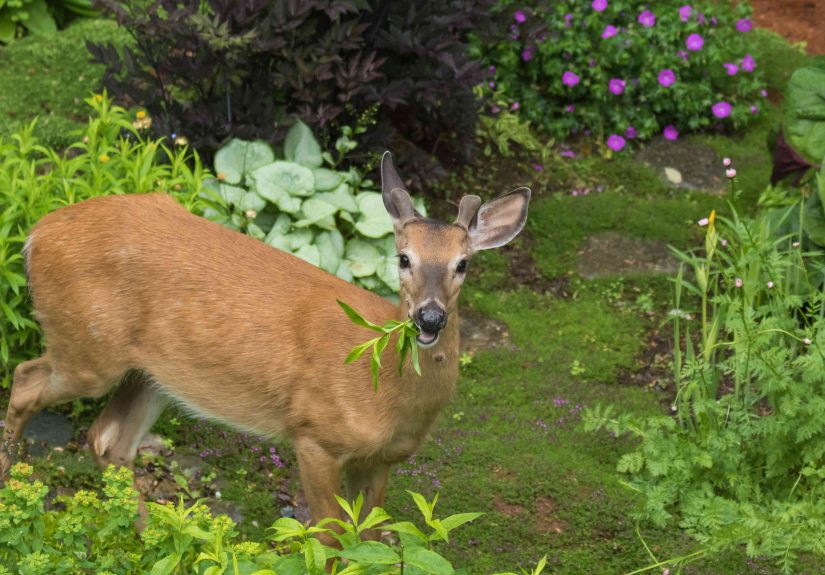7 Ways to Keep Deer Out of Your Yard So They Don’t Eat Your Plants