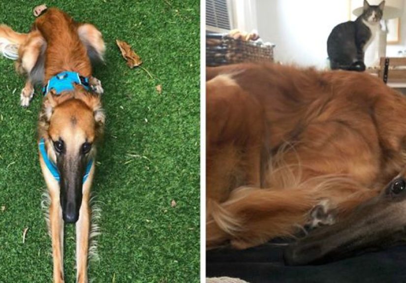 78K People Follow This Borzoi On Instagram For Her Adorably Long Snout