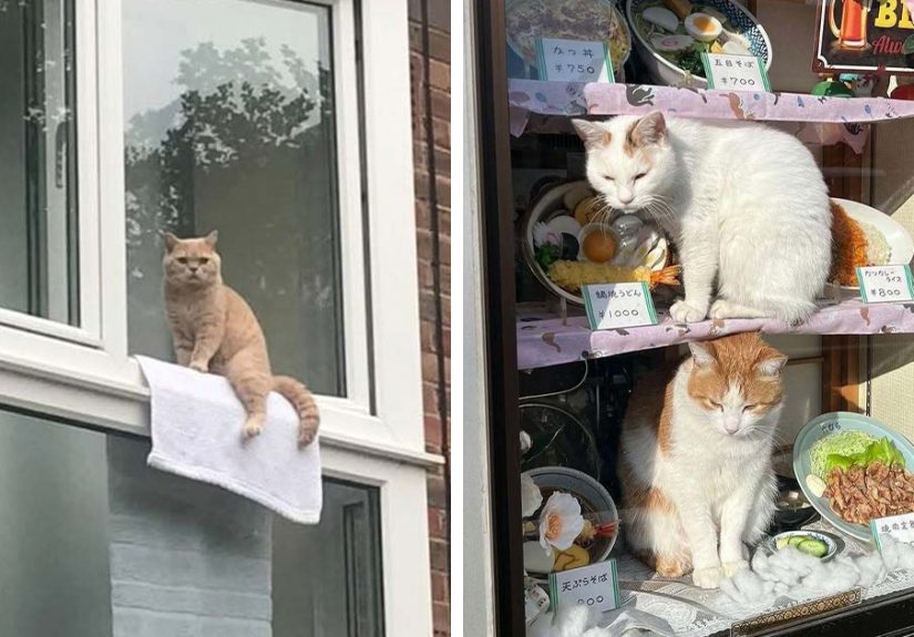 80 Photos Of ‘Window Kitties’ To Heal Your Soul