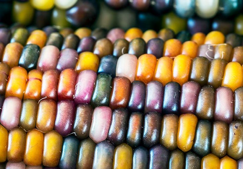 Corn and weight loss: Benefits and more