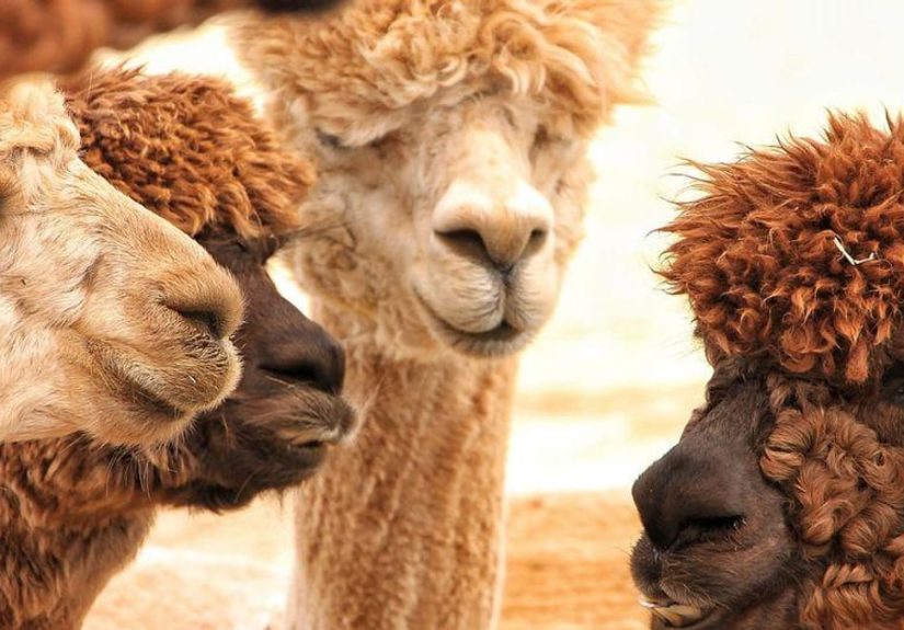 Funny Alpaca Names