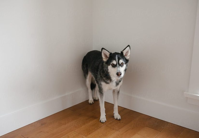 Hey Pandas, Post The Weirdest Place You Have Found Your Pet