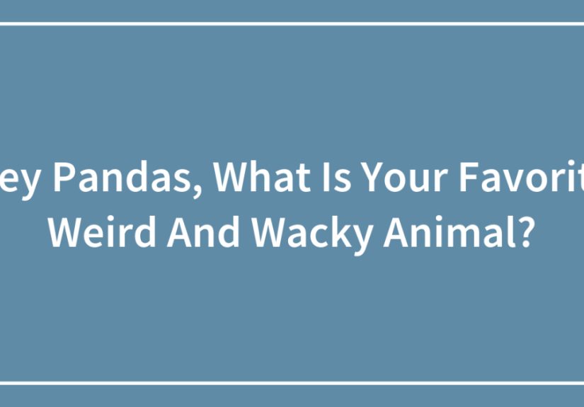 Hey Pandas, What Is Your Favorite Weird And Wacky Animal?