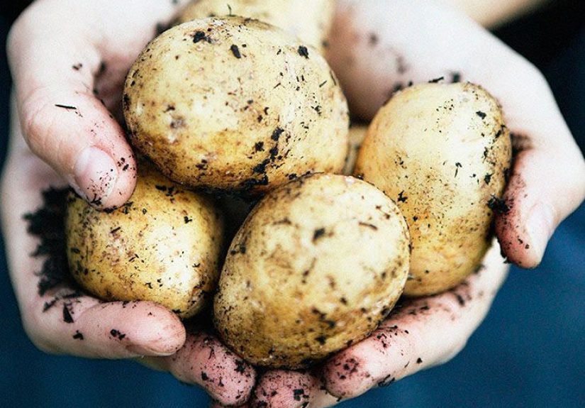 How long do potatoes last: Shelf life, Storage tips, more