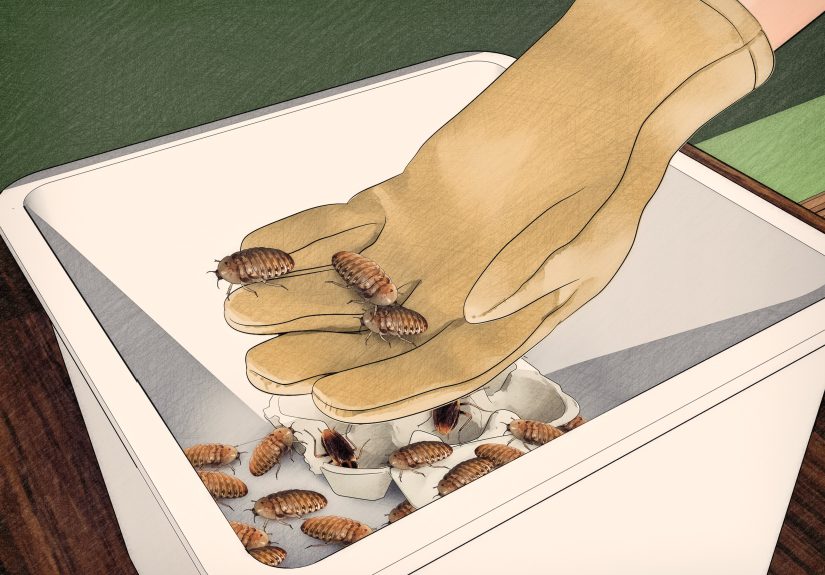 How to Breed Feeder Roaches