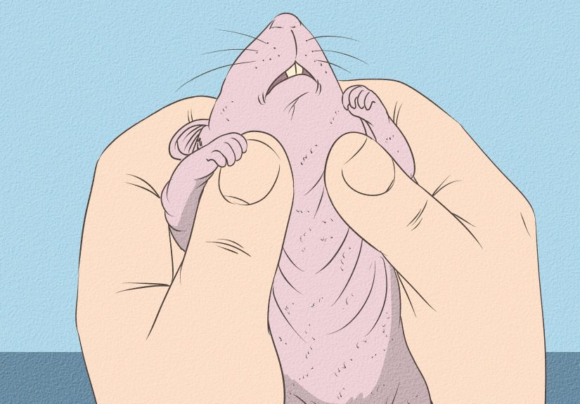 How to Care for a Hairless Rat: 14 Steps