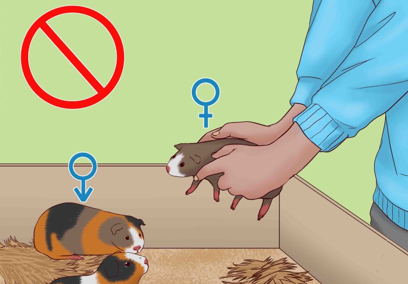 How to Care for a Pregnant Guinea Pig
