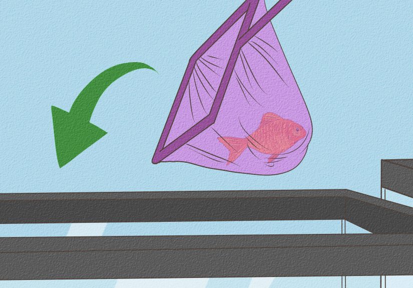 How to Cure Goldfish Dropsy: 15 Steps
