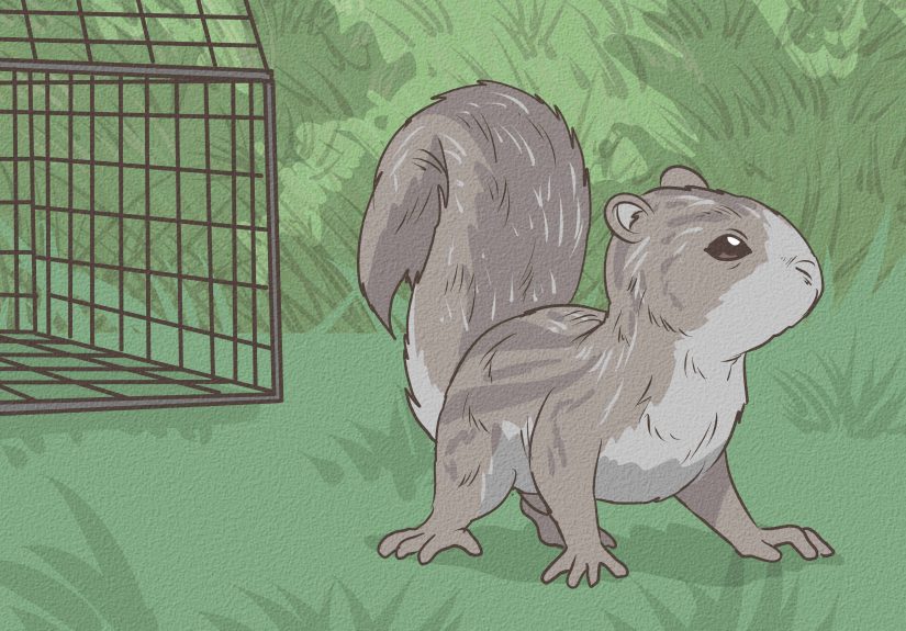 How to Feed a Baby Squirrel (& What They Can Eat)