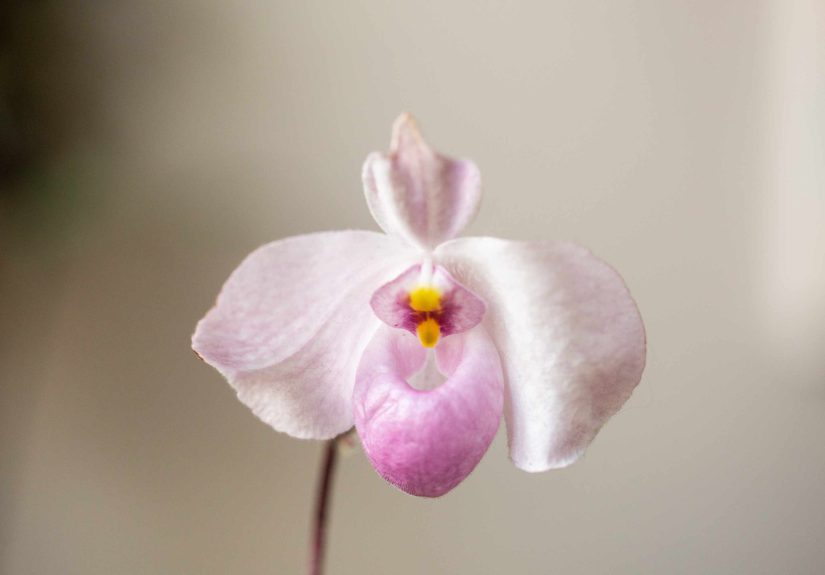 How to Grow and Care for Lady Slipper Orchids (Cypripedium)