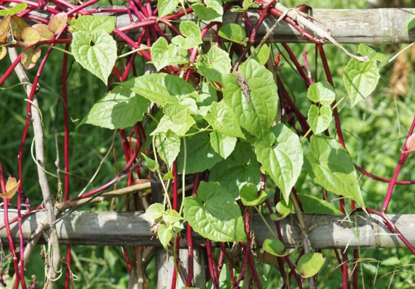 How to Grow and Care for Malabar Spinach