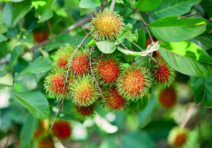 How to Grow and Care for Rambutan Plant Like a Pro