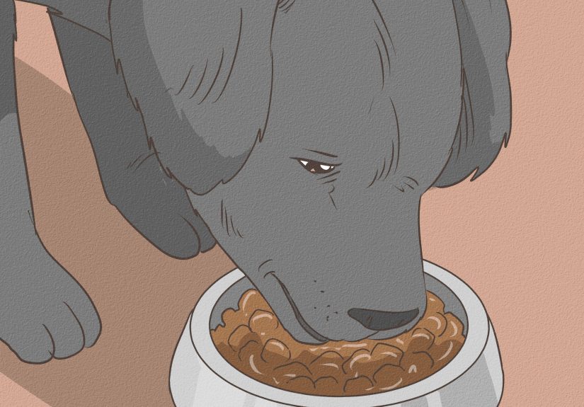 How to Know if a Pregnant Dog Has Reabsorbed the Fetus: 7 Steps