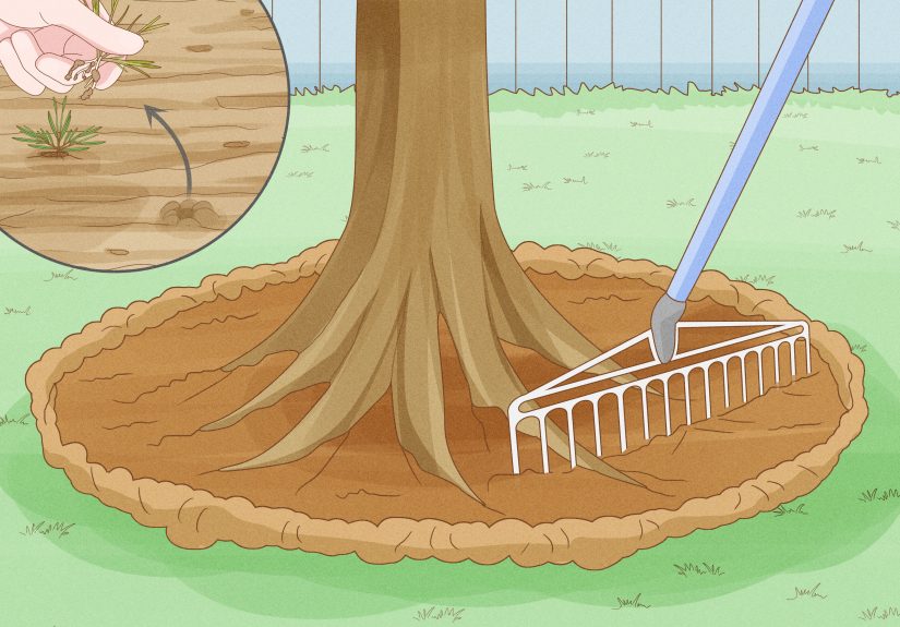 How to Mulch around a Tree: 4 Easy Steps (With Pictures)