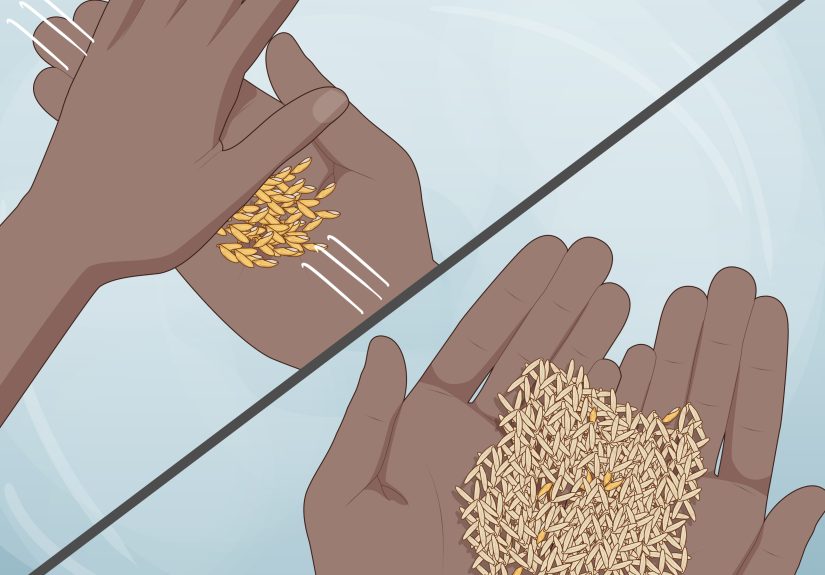 How to Plant Rice Indoors