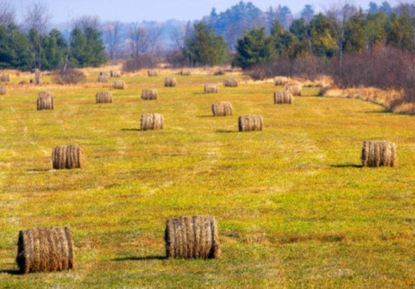 How to Plant Sudan Grass