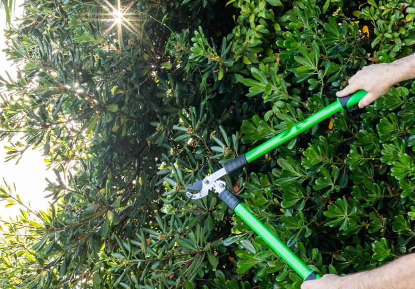 How to Prune Your Shrubs in Fall Without Hurting Next Year’s Growth