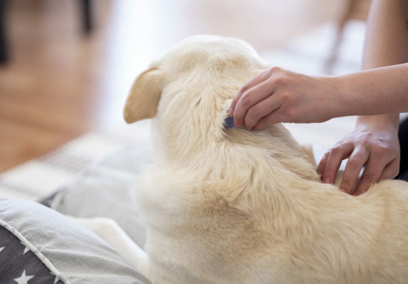 How To Remove Fleas in Your Home