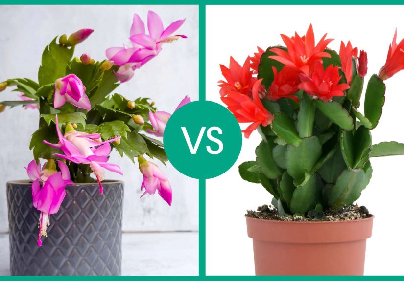 How to Tell a Thanksgiving Cactus From a Christmas Cactus