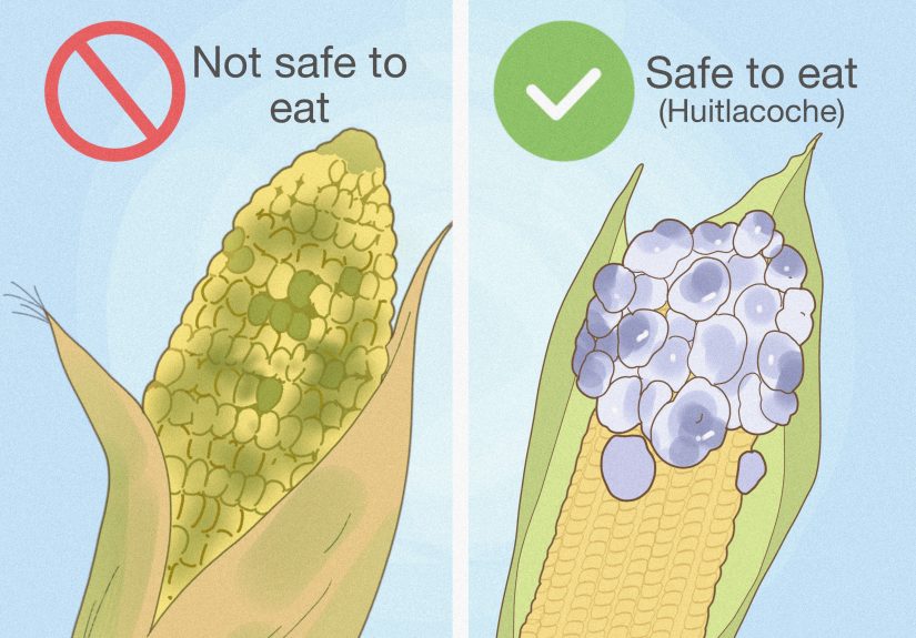 How to Tell If Corn on the Cob Is Bad: 5 Key Signs to Spot
