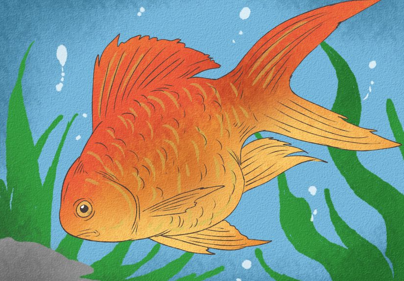 How to Tell if Your Goldfish Is a Male or Female: Top Signs