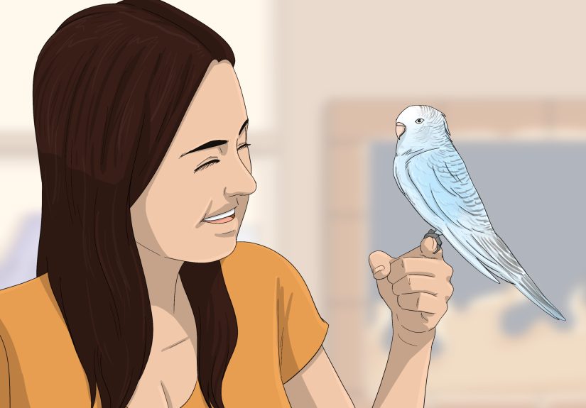 How to Tell if Your Pet Budgie Likes You: 11+ Good Signs