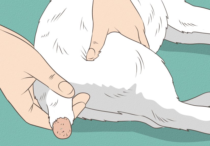 How to Treat a Cat with a Tail Pull Injury: 12 Steps