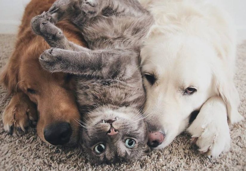 Meet Three Best Friends – Two Dogs And A Cat Who Love Doing Everything Together